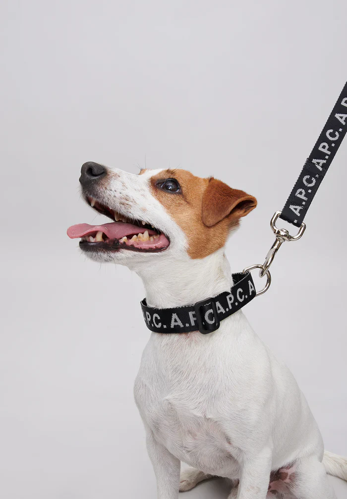Toutou Logo collar - Image 2