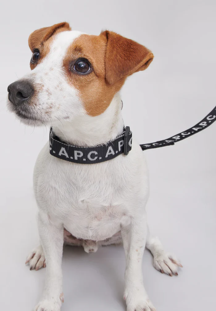 Toutou Logo collar - Image 4