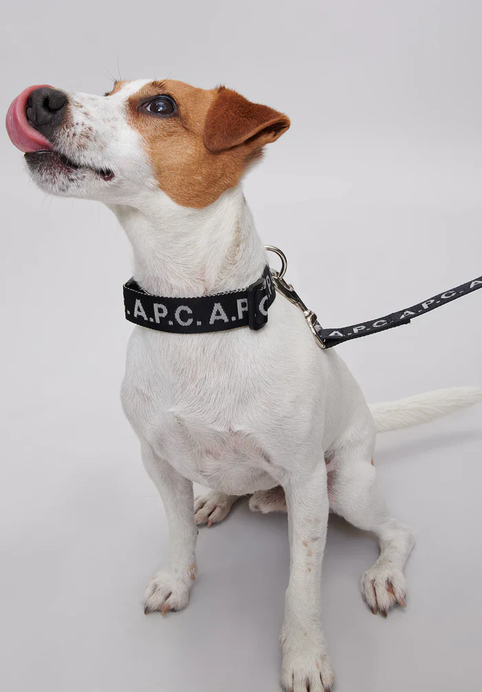 Toutou Logo leash - Image 4