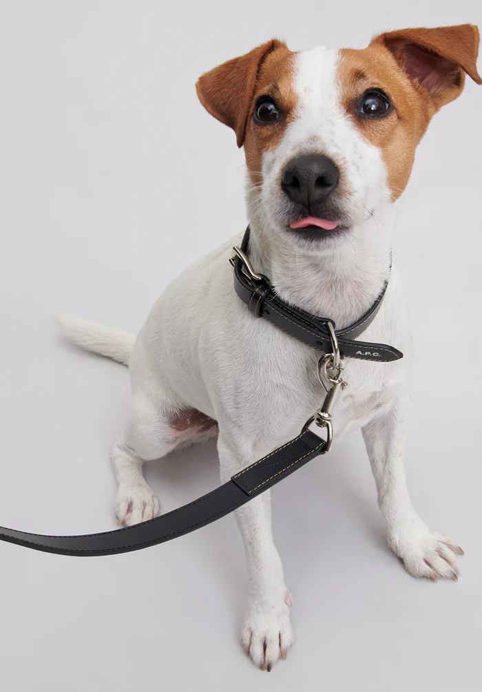 Toutou leather leash - Image 2