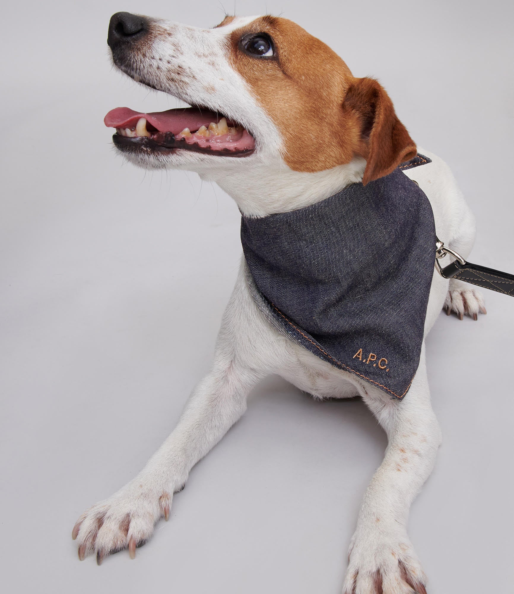 Toutou Bandana - Image 2